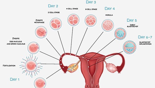 مراحل لانه گزینی جنین در رحم